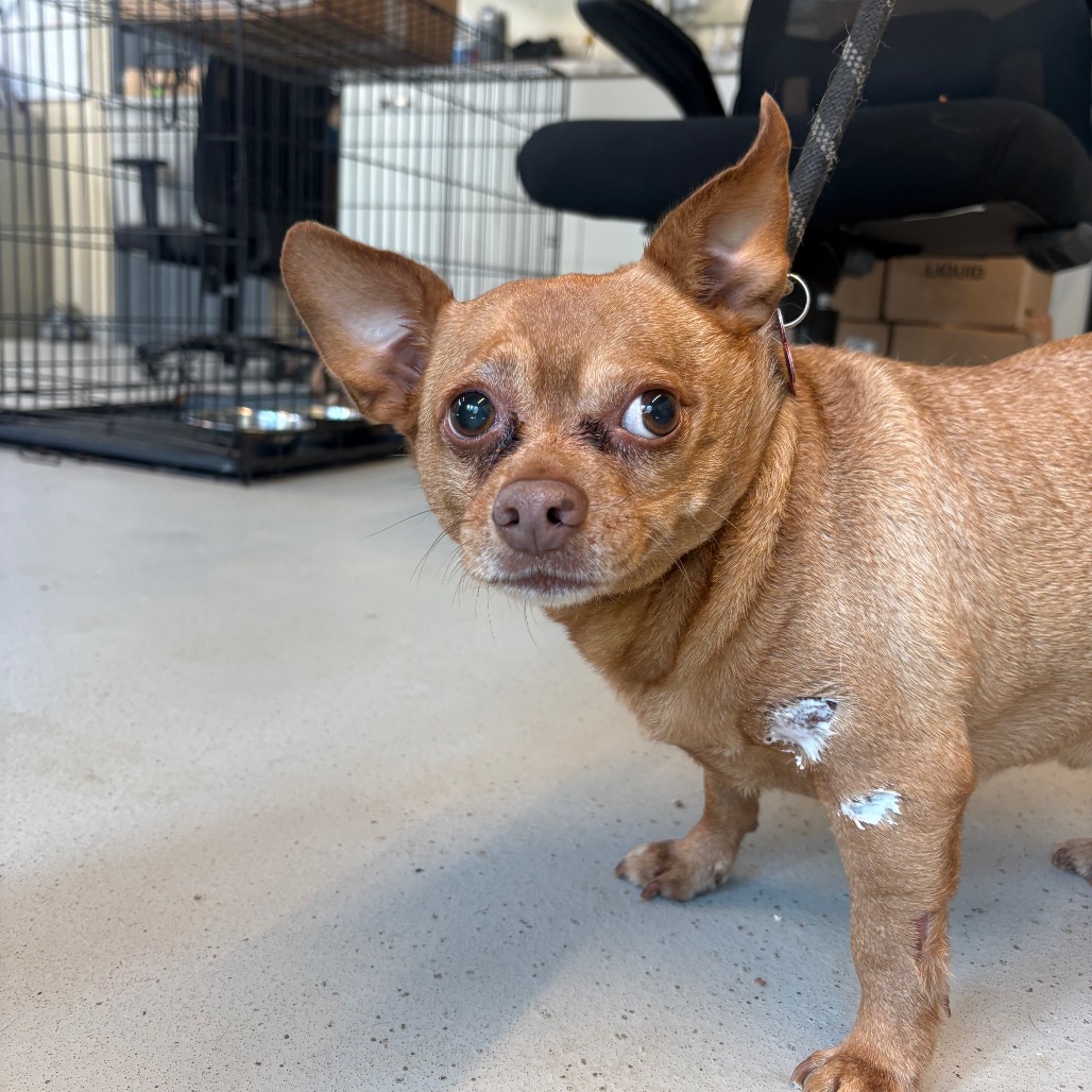 Doc Holiday - SH 3/04