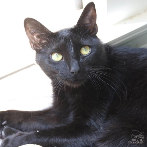 MOON - Domestic Shorthair available for adoption