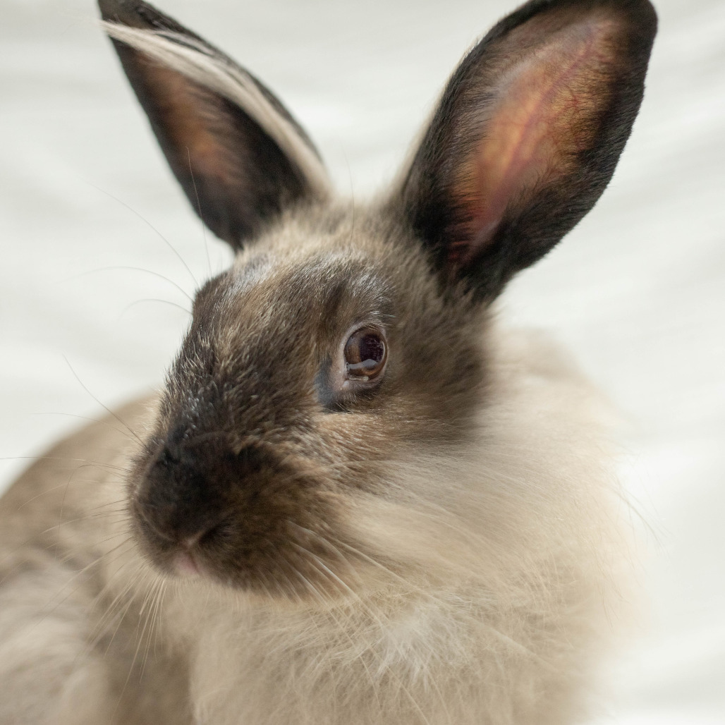 Basil Stag Hare, photo 4