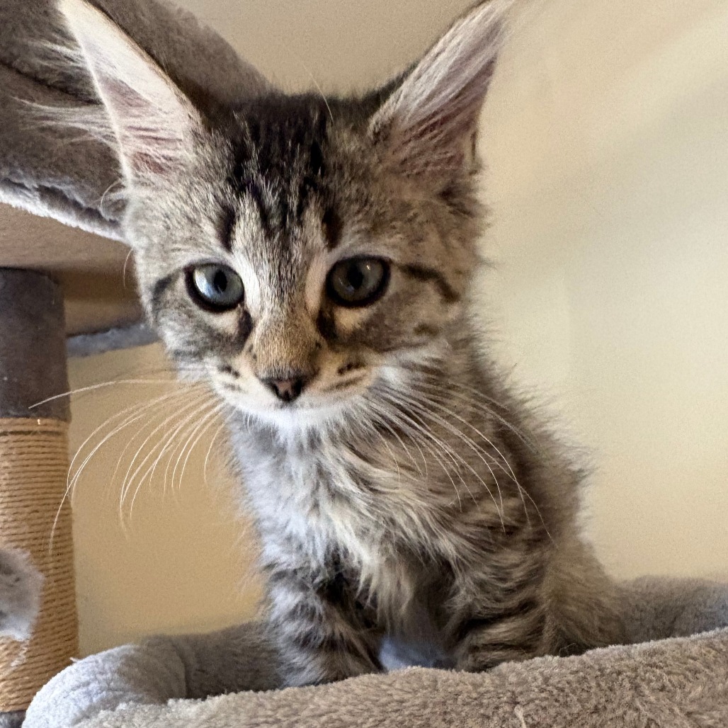 DORALEE RHODES - Domestic Medium Hair available for adoption
