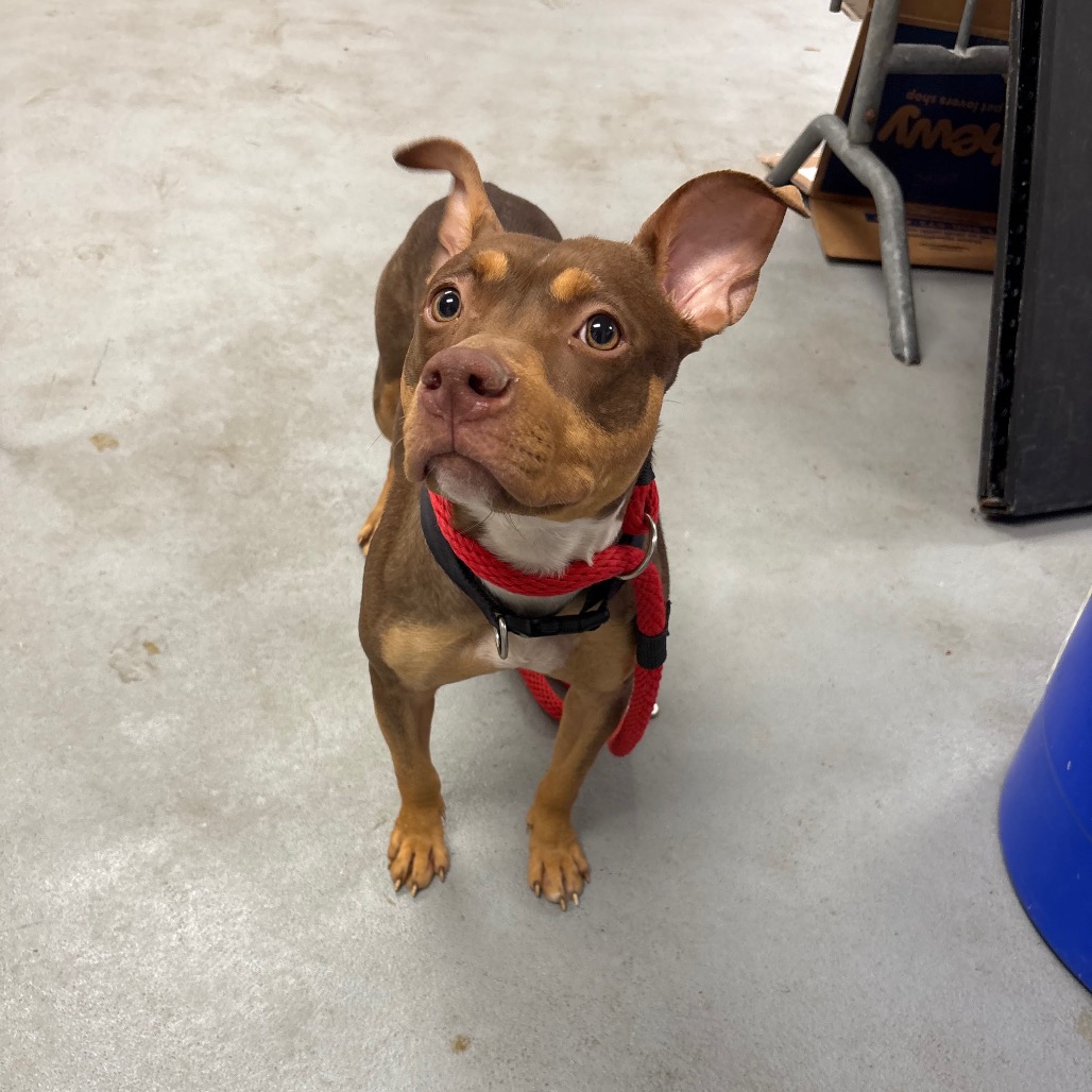 Nori — thumbnail 4