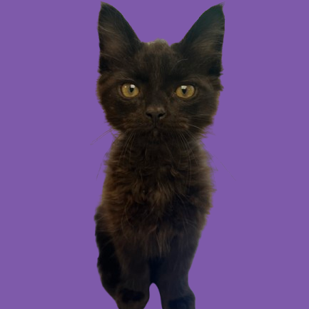 Tusc Stray 81420 2 3