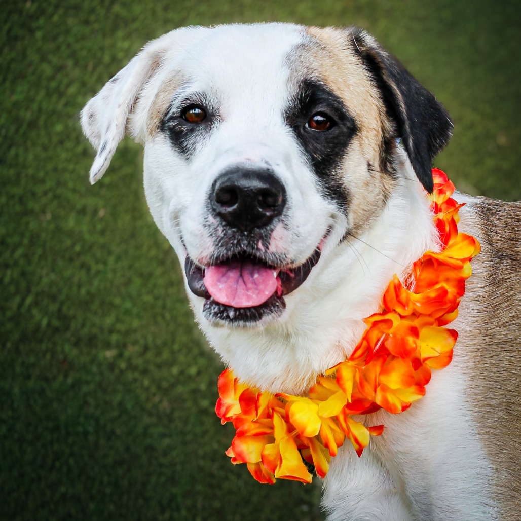 Shelly, an adoptable dog at SPCA-BC