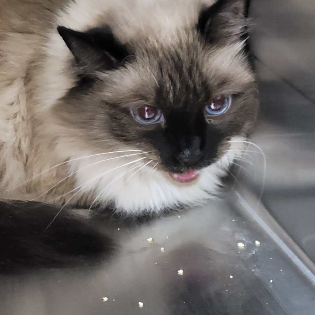 JASMINE - Siamese available for adoption