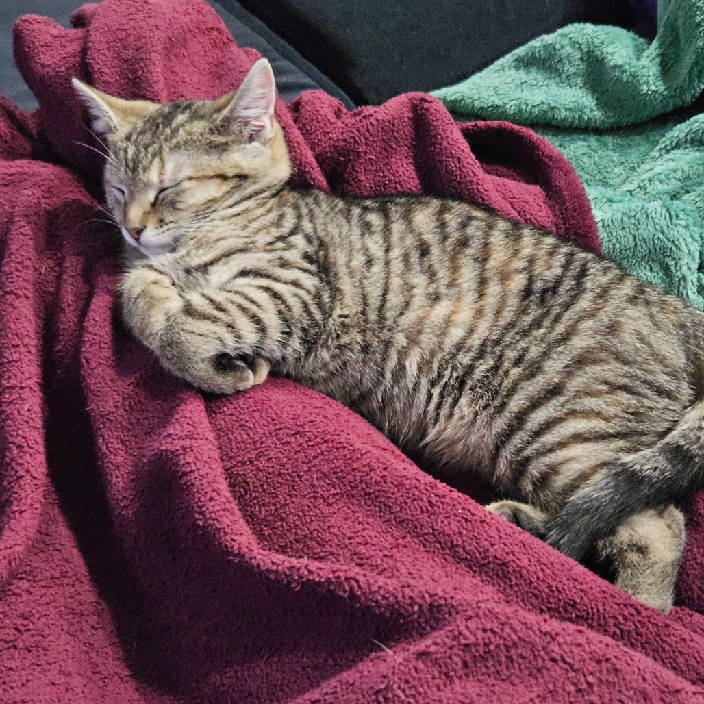 Cypress — thumbnail 2