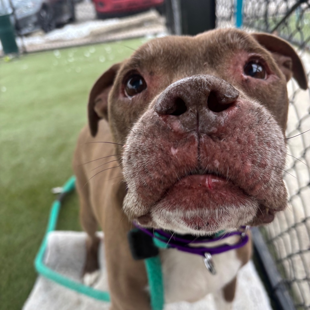 Perro — thumbnail 4