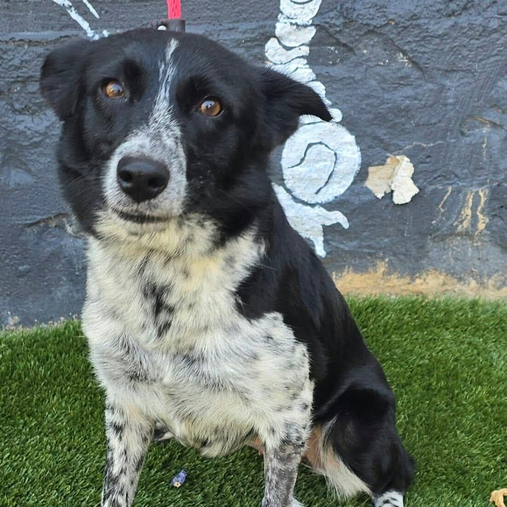 FOSTER NEEDED - Pebbles