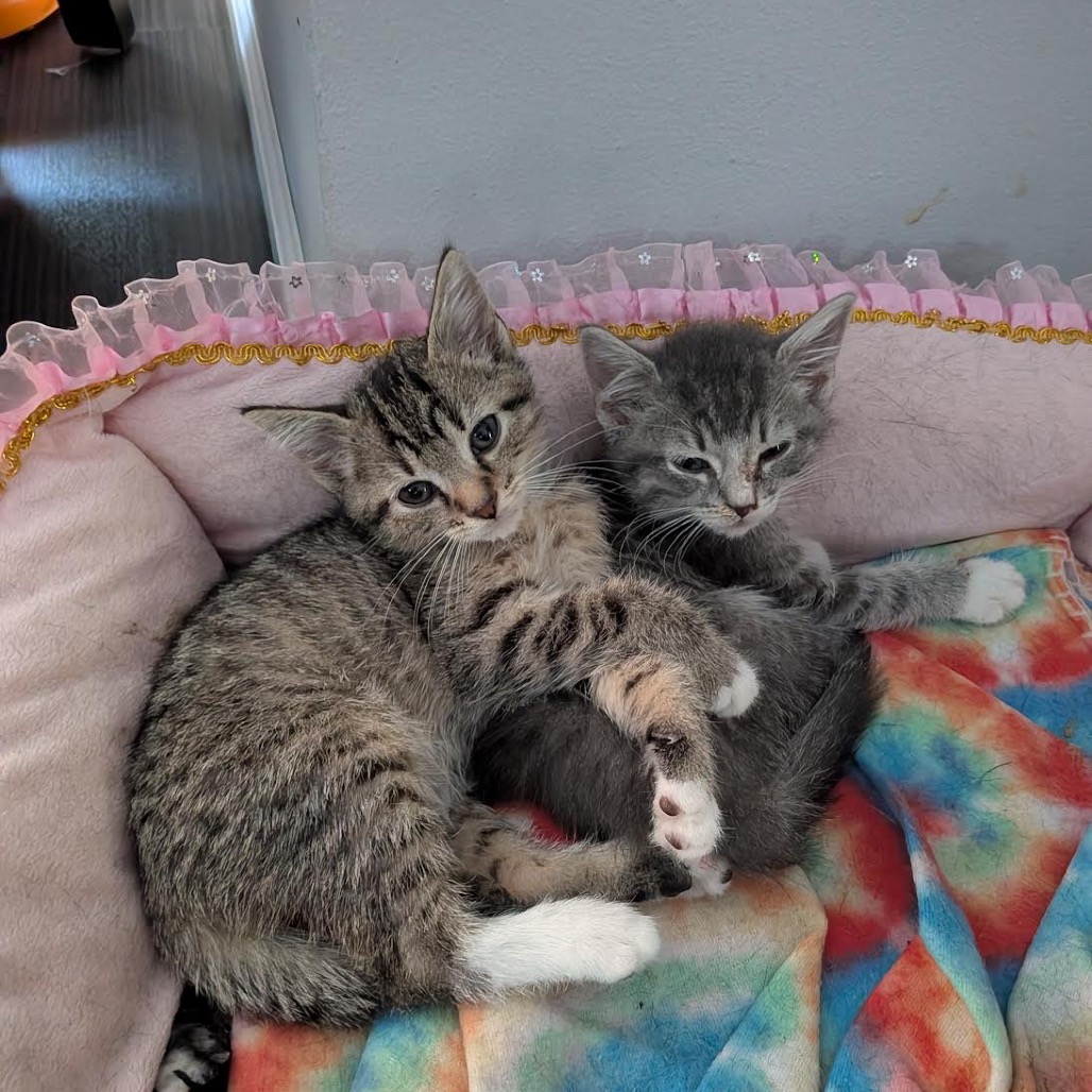 HOTCHNER - Domestic Shorthair available for adoption