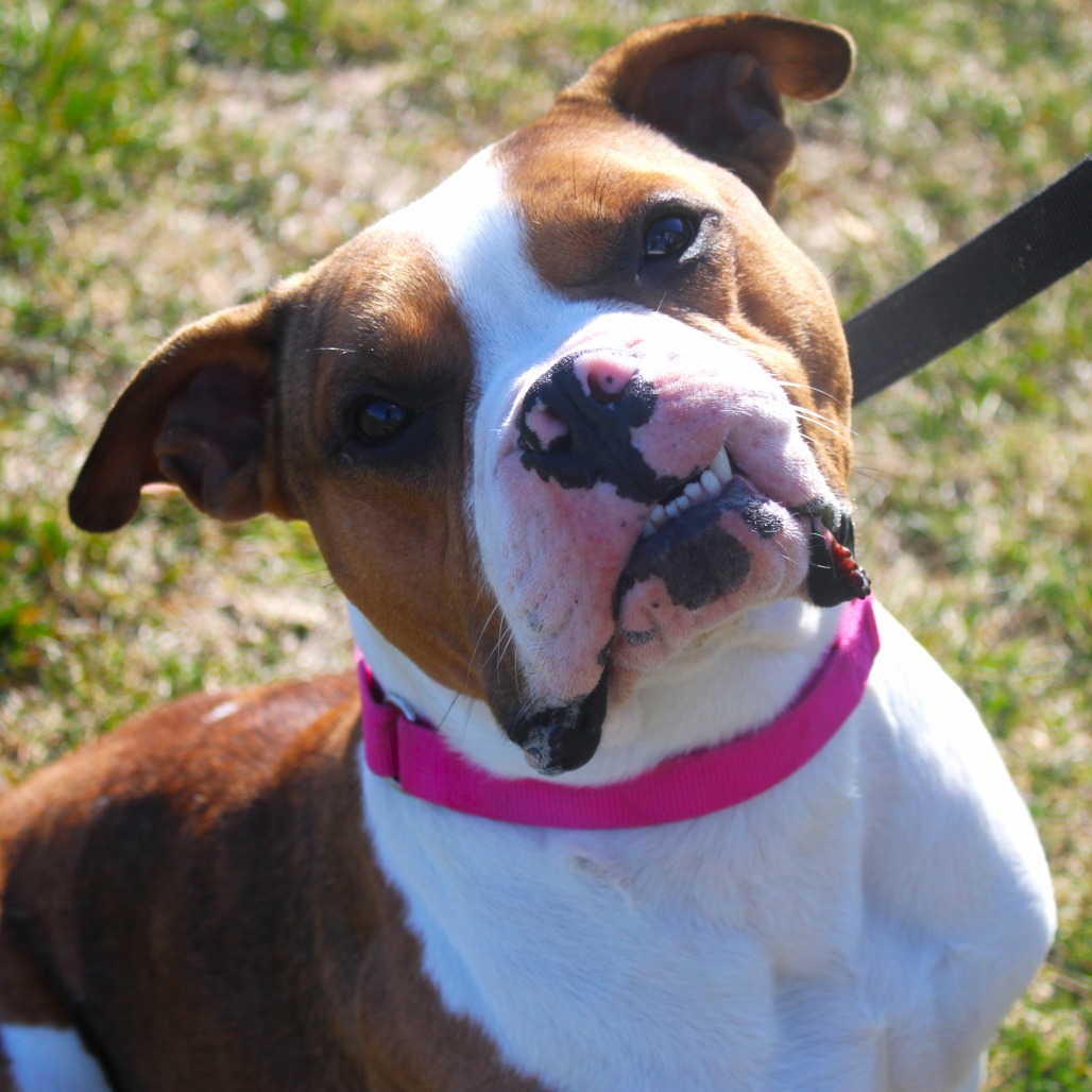 Fergus — thumbnail 2