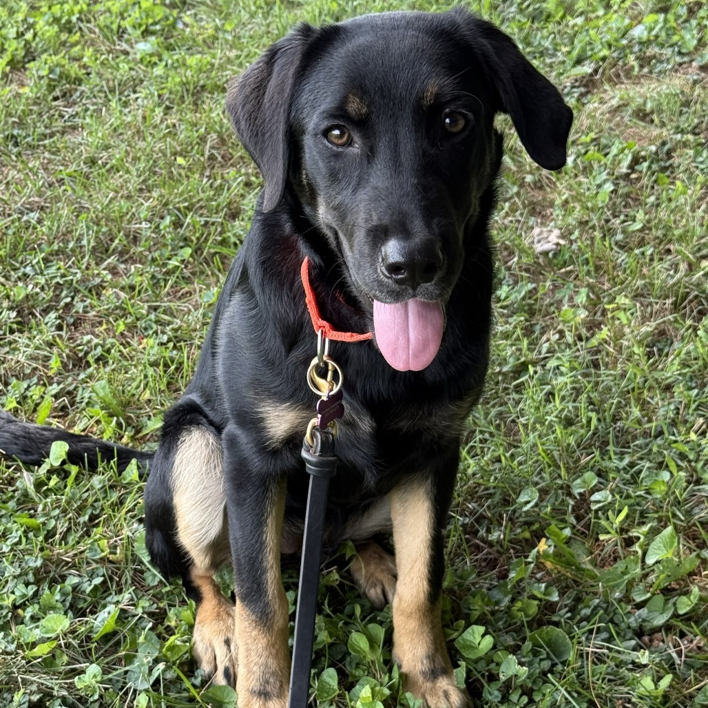 AVERY - Retriever, Black Labrador / Shepherd for adoption in Silver Spring