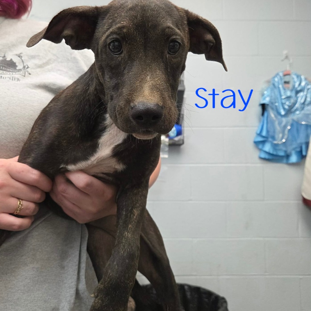 Stay, photo 2