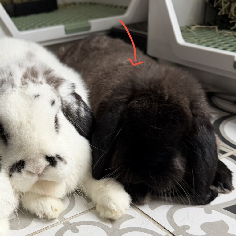 SOPHIE - American Fuzzy Lop available for adoption