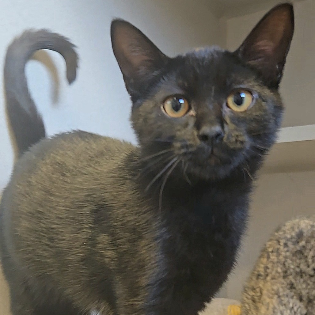 VIVI - Domestic Shorthair available for adoption
