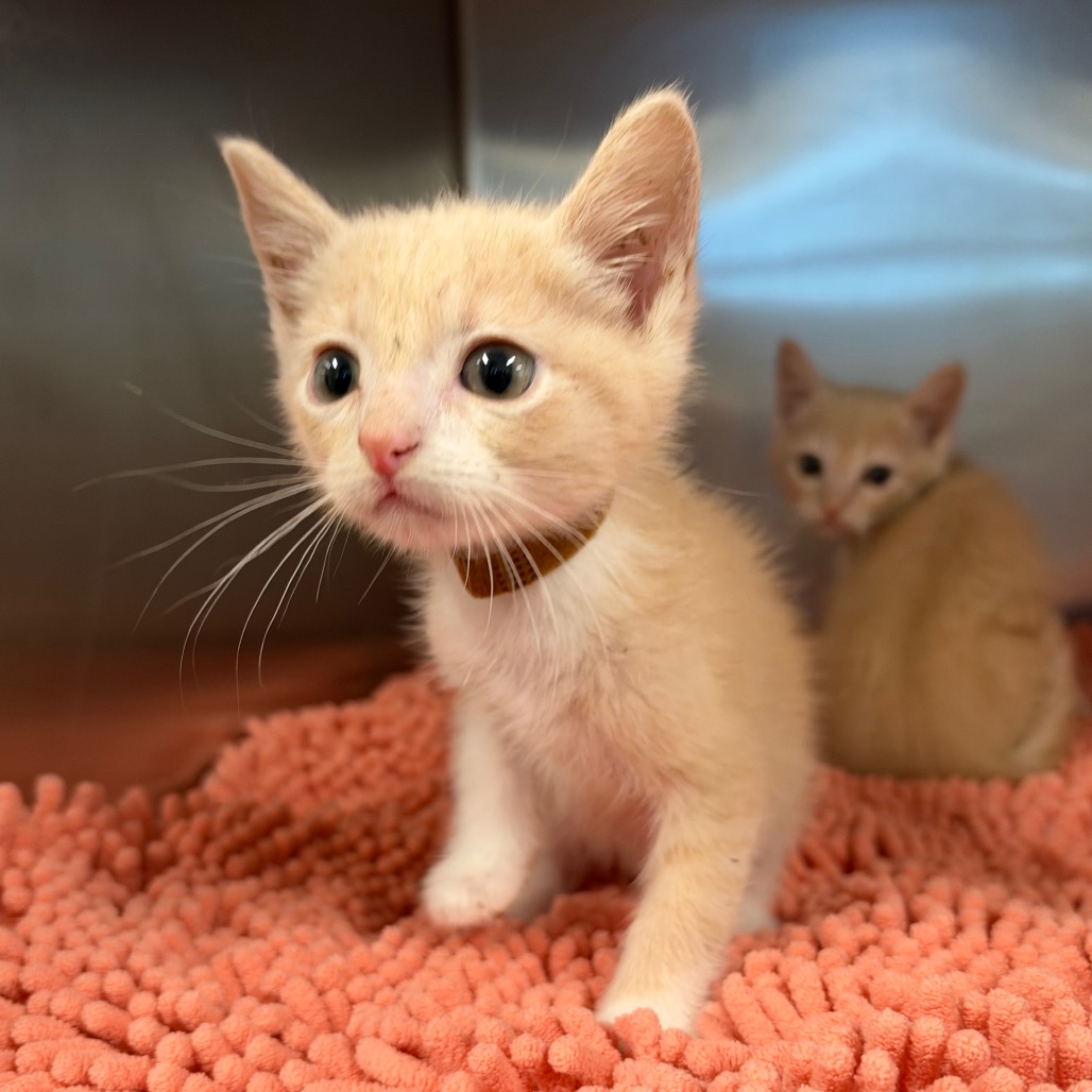 ANGORA (BRN) - Domestic Shorthair / Domestic Shorthair available for adoption