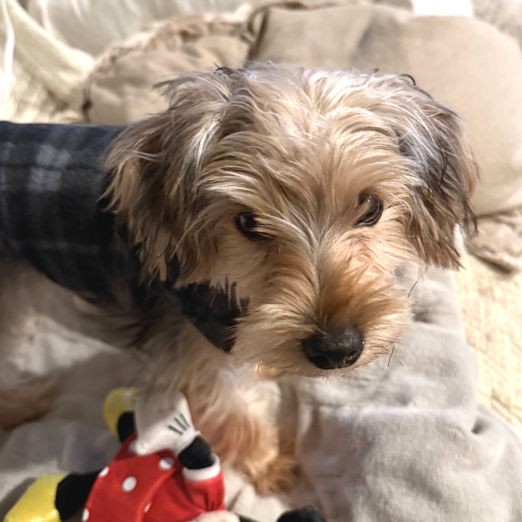 Tucker — thumbnail 4