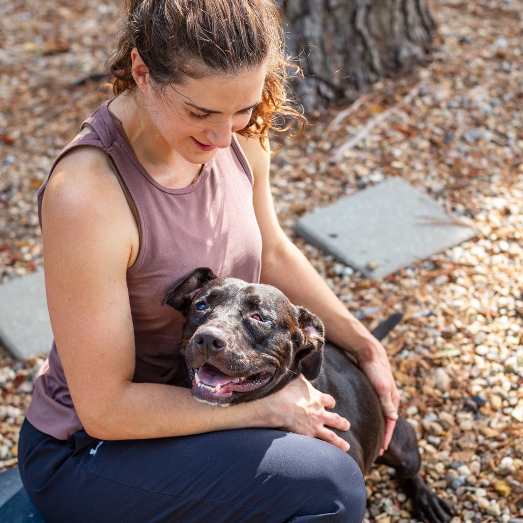 AMELIA BADELIA - Terrier, American Staffordshire / Bulldog available for adoption