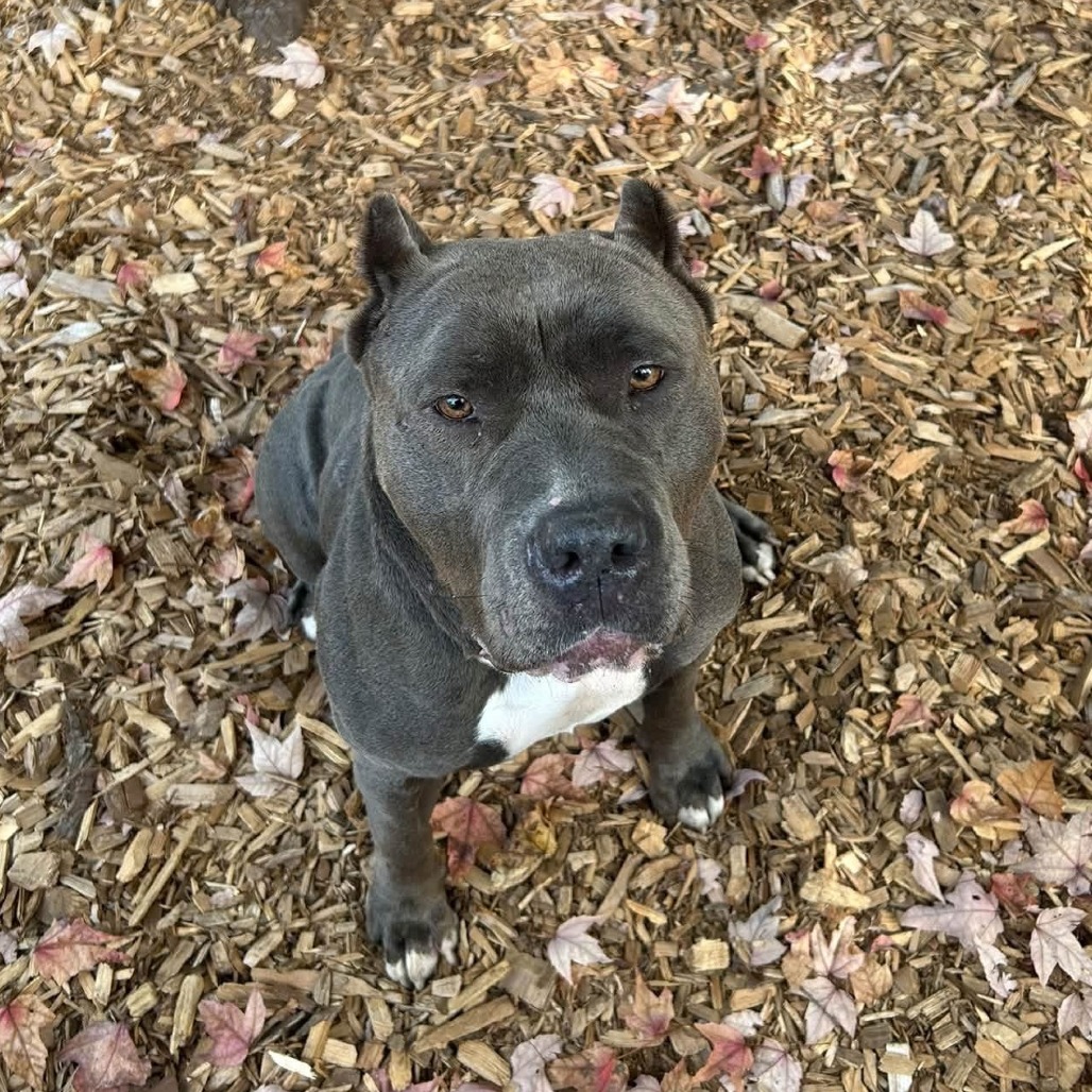 Pit Bull
