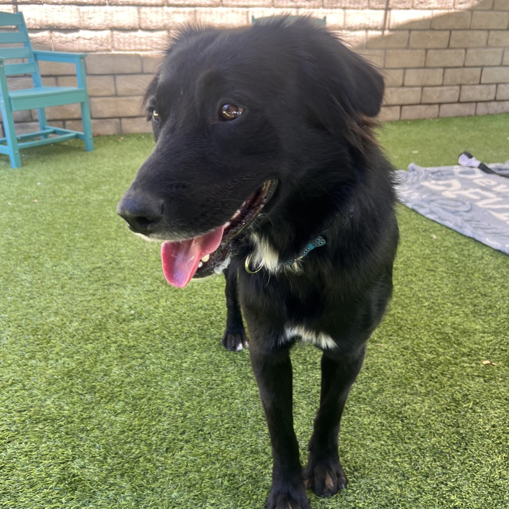JETT - Mixed Breed (Medium) available for adoption