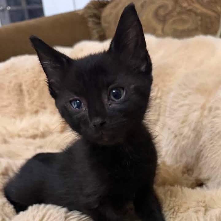 NOVA - Domestic Shorthair for adoption in Madison
