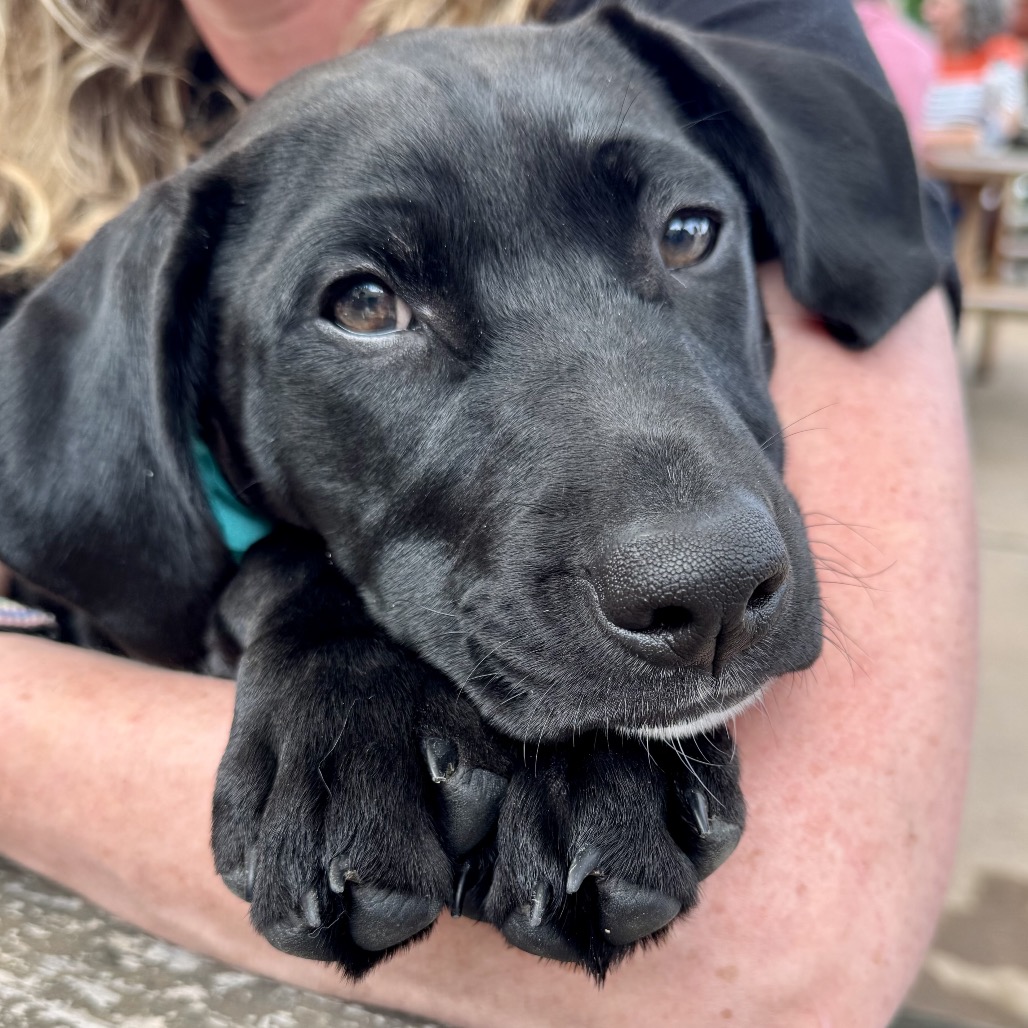 Polka Dot  aka Dottie
