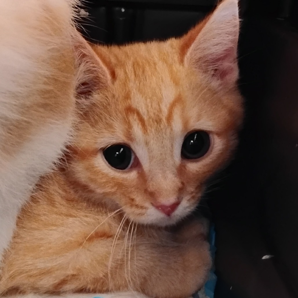 PUDDING - Domestic Shorthair available for adoption