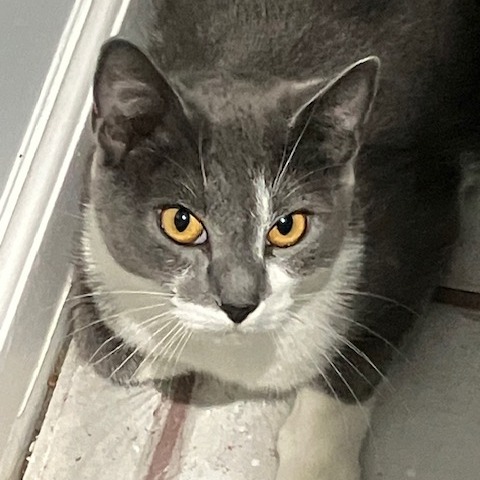 GiGi