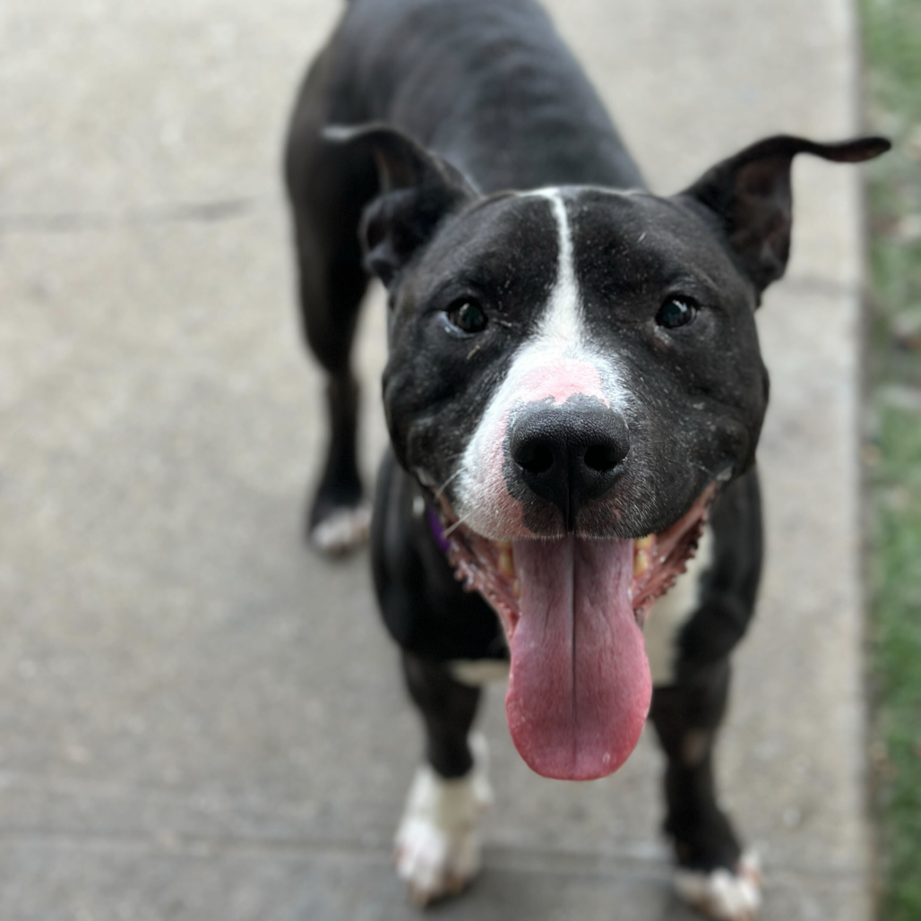 Hot Cocoa — thumbnail 3