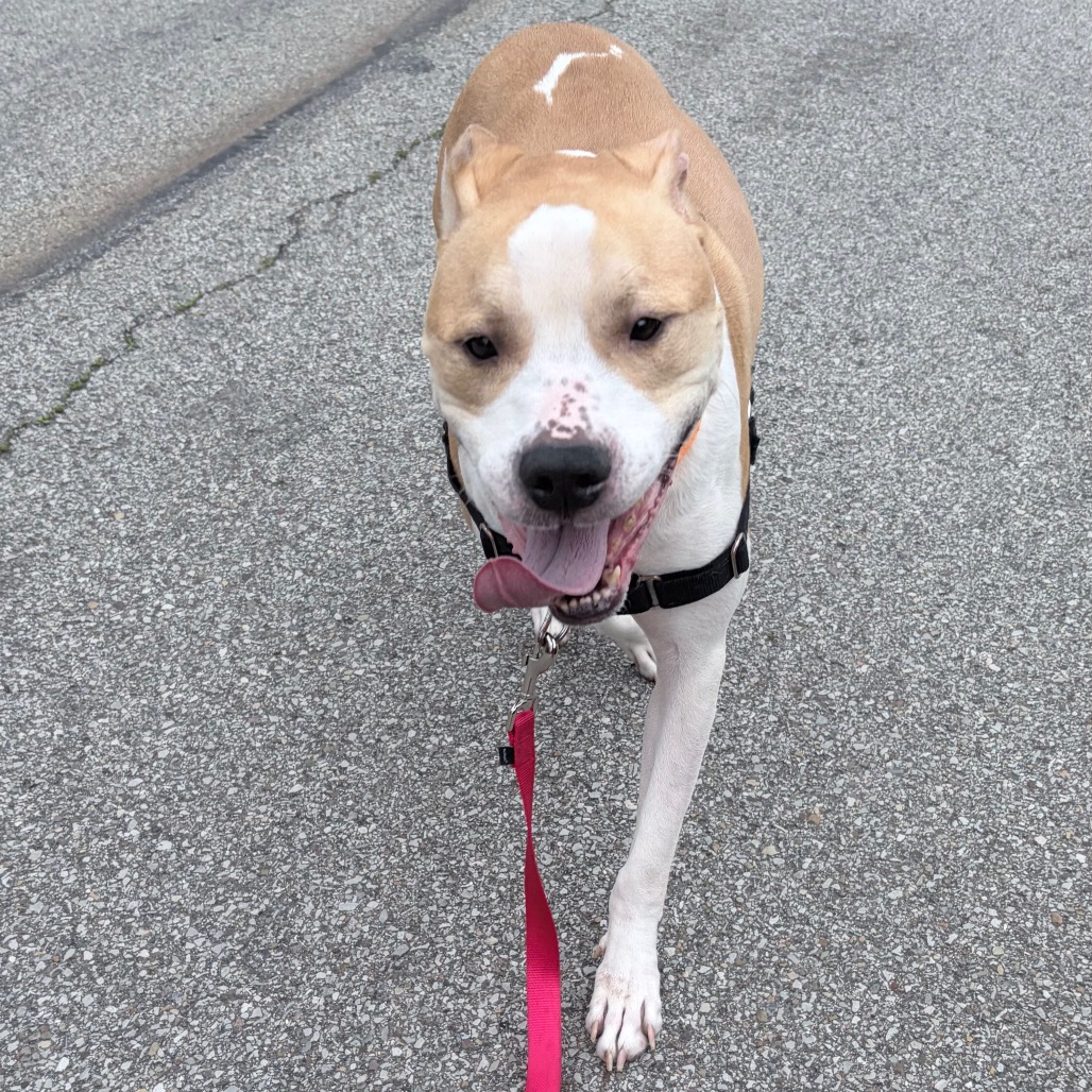 Photo of Caramel 8