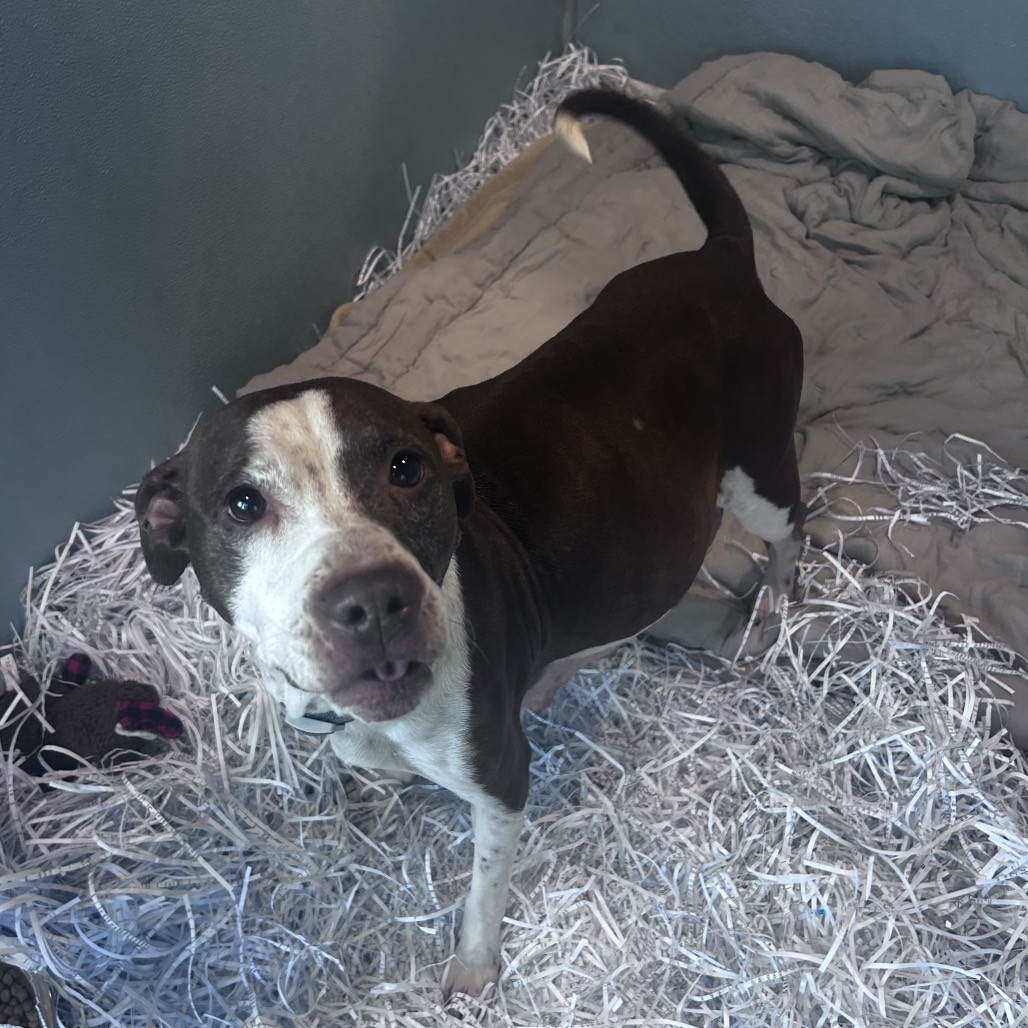 Cookie — thumbnail 2