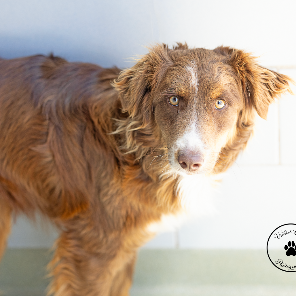 Copper is available for adoption at All Kind Animal Initiative