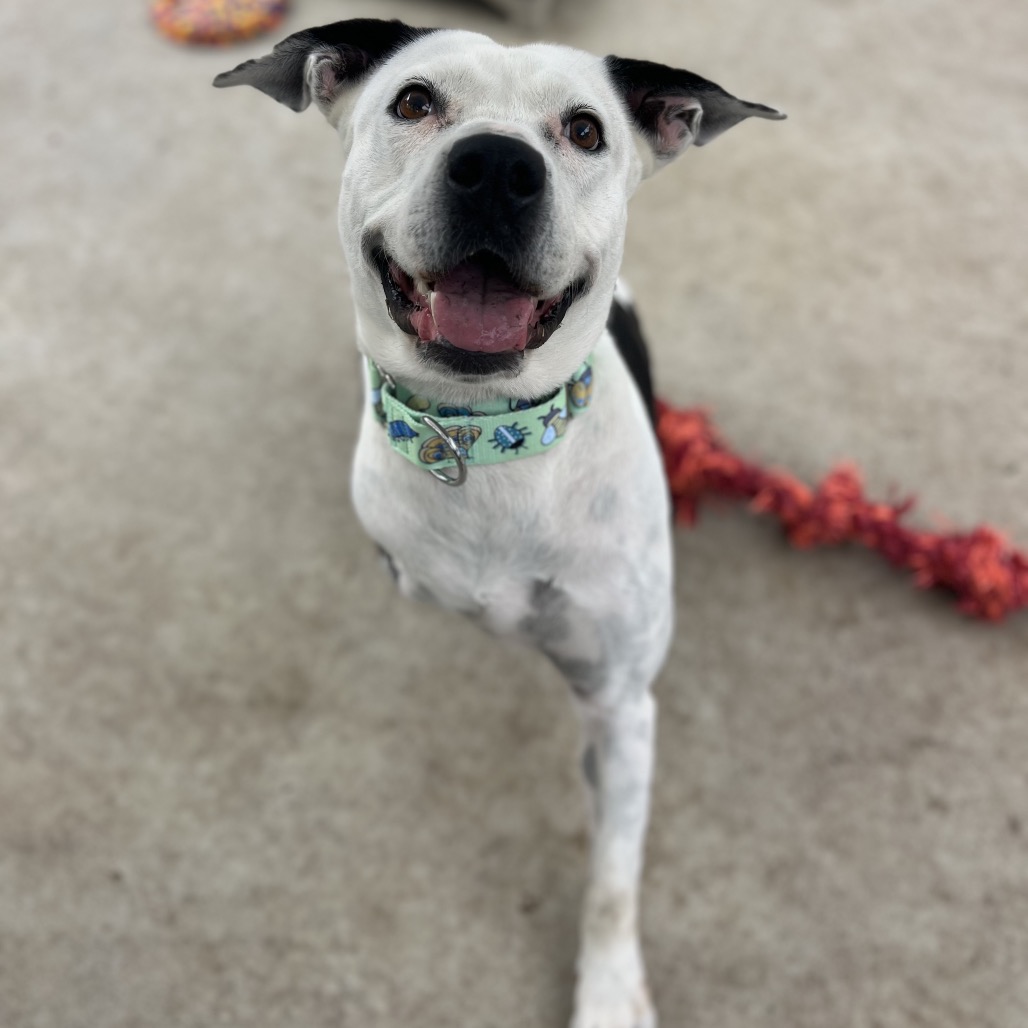 Skipper, photo 10