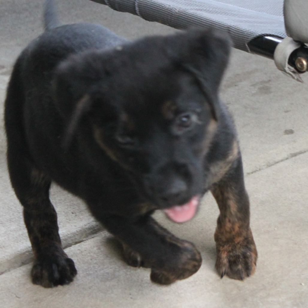 Hadley