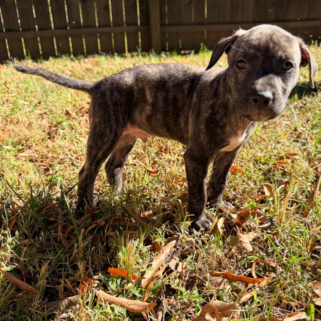 Rolo, photo 14