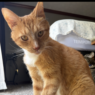 DENNIS - Domestic Shorthair for adoption in Dayton