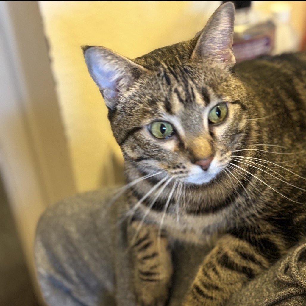 VERONICAT - Domestic Shorthair for adoption in West Jordan