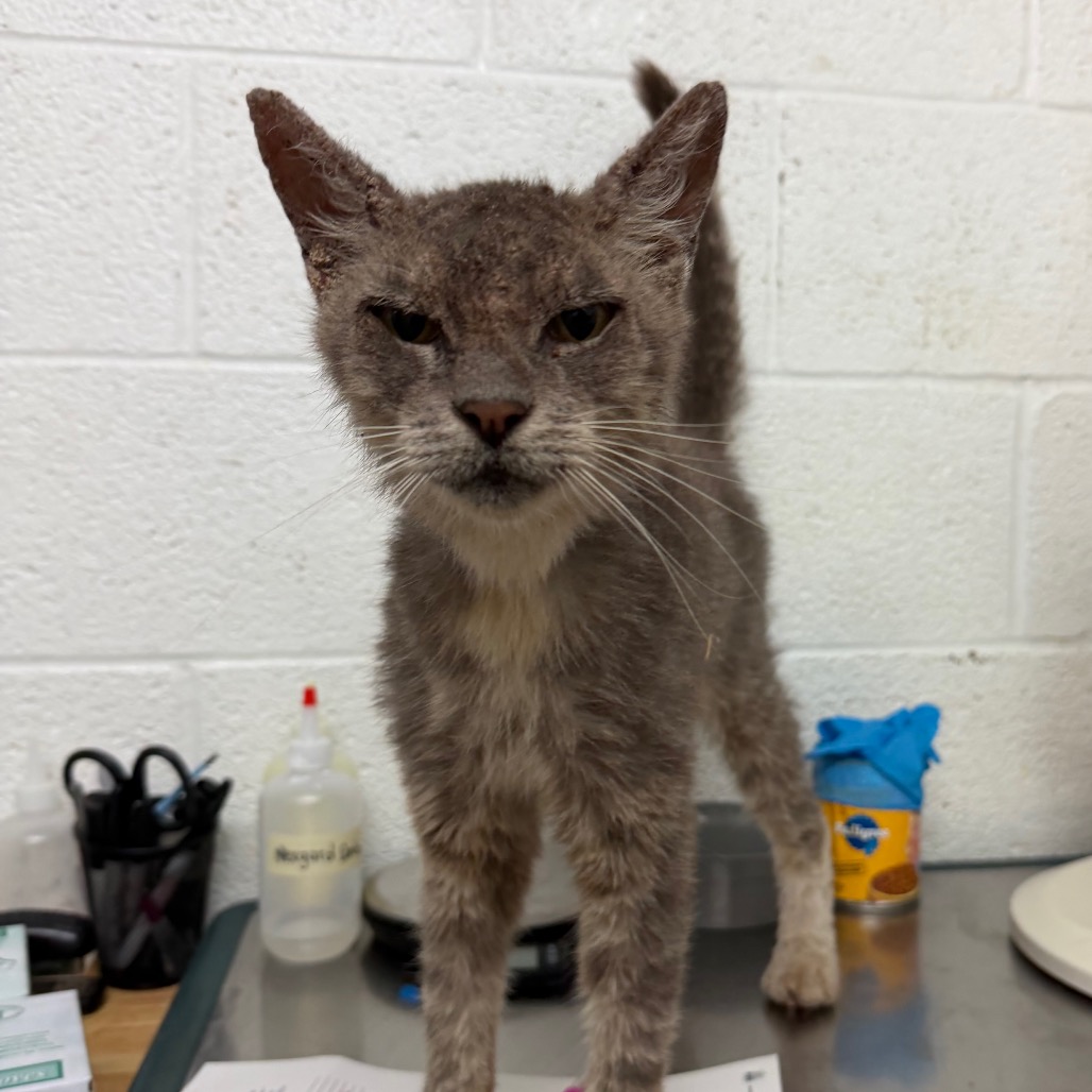 MISTER SIR - Domestic Shorthair available for adoption
