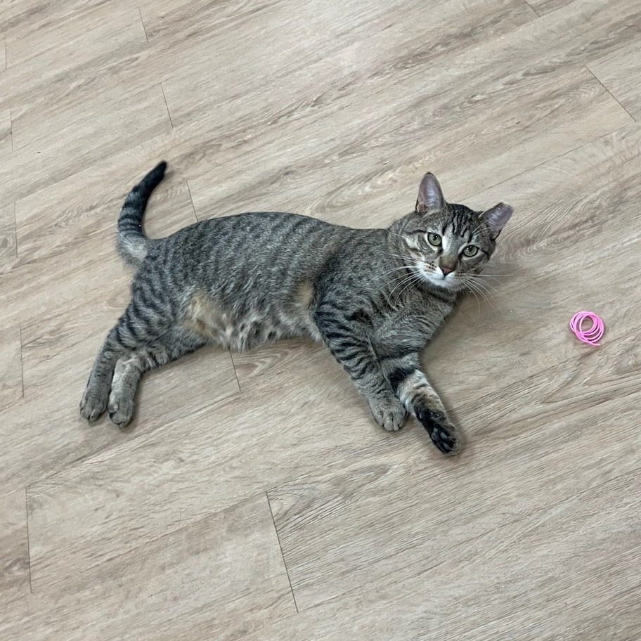 Chutney — thumbnail 3