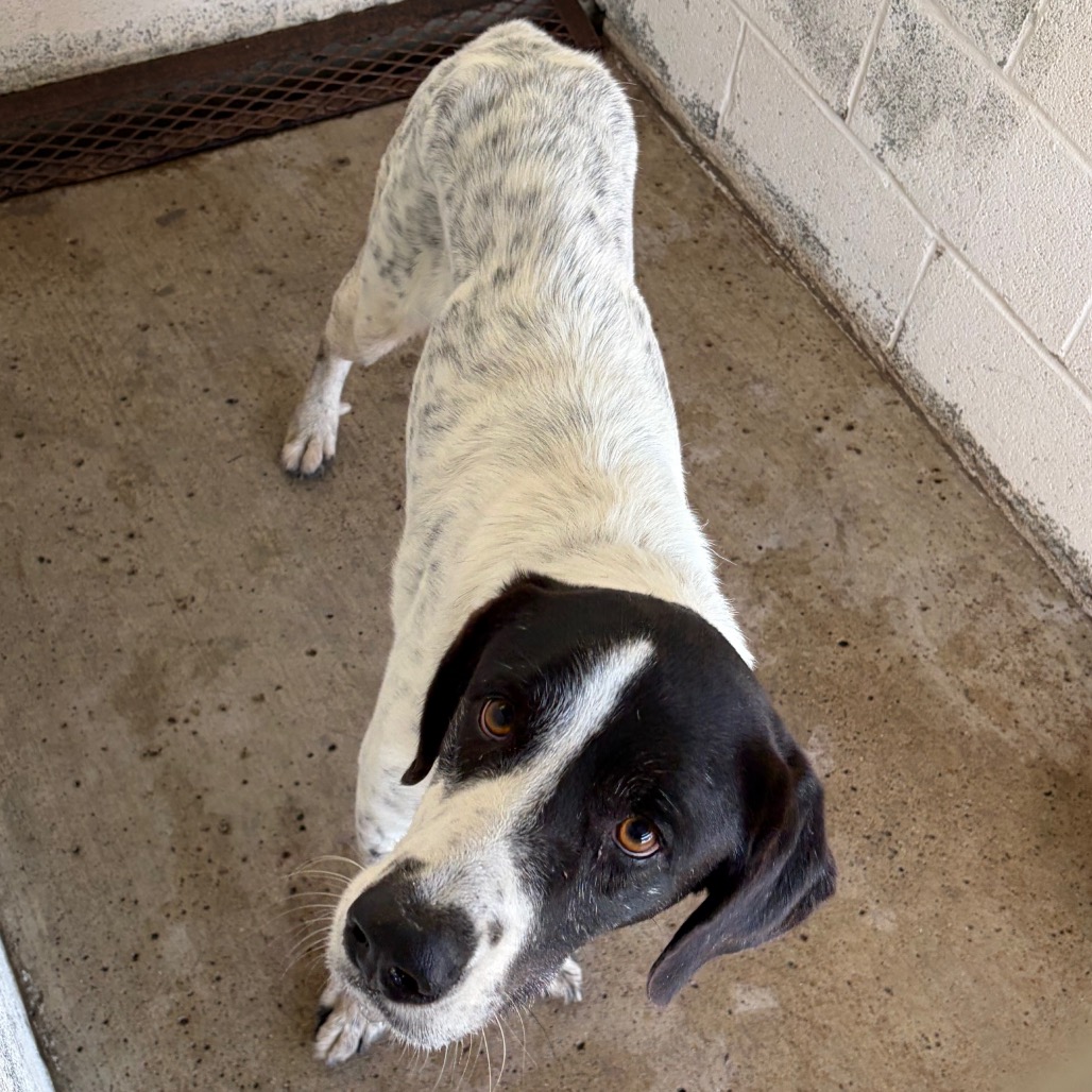 CHRIS - Shepherd, Anatolian / Mixed Breed (Large) available for adoption