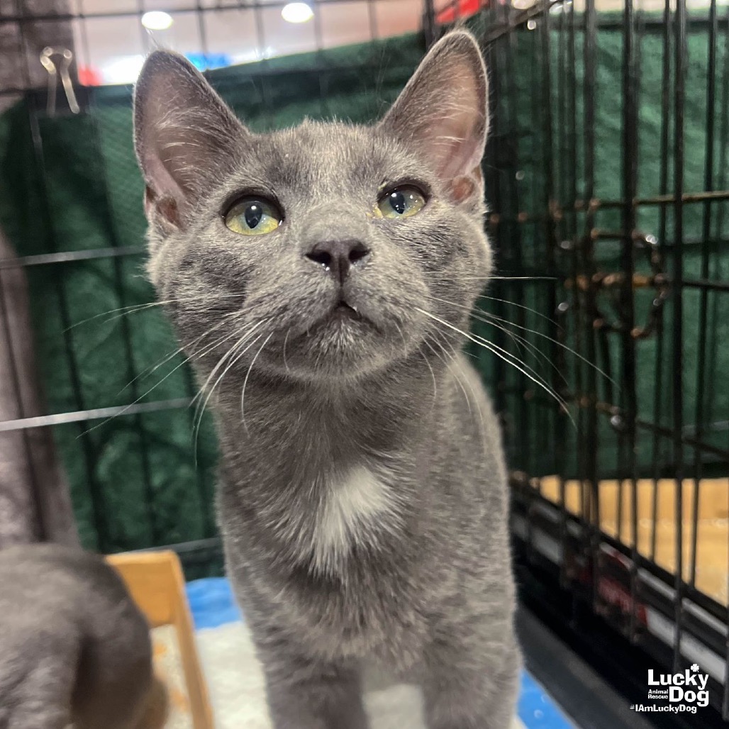 PRIDE - Domestic Shorthair available for adoption