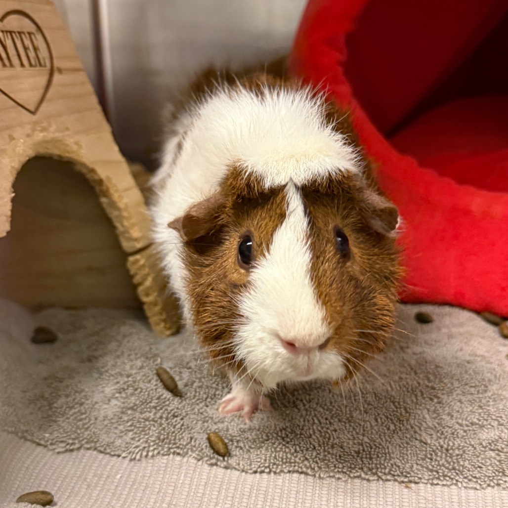 Photo of Olive (& Potato) 6