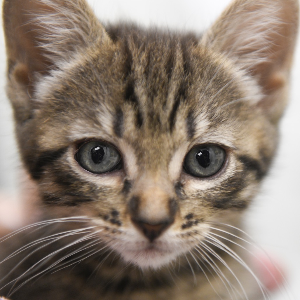 Roam - Domestic Shorthair