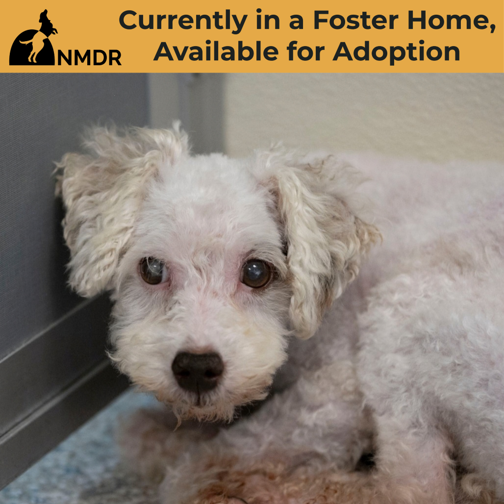 GEORGIE (AG26-90) - Poodle / Miniature available for adoption