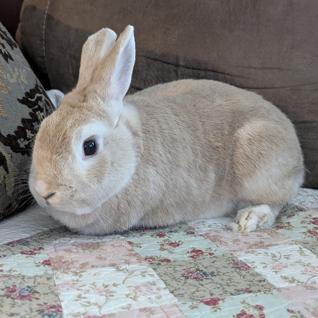 Jasper, photo 5