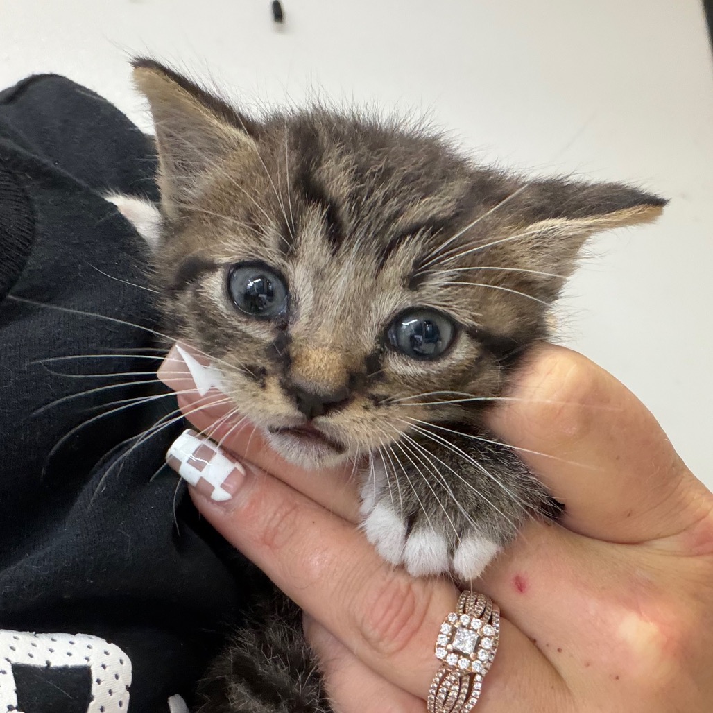 Ryder, an adoptable cat at SPCA-BC