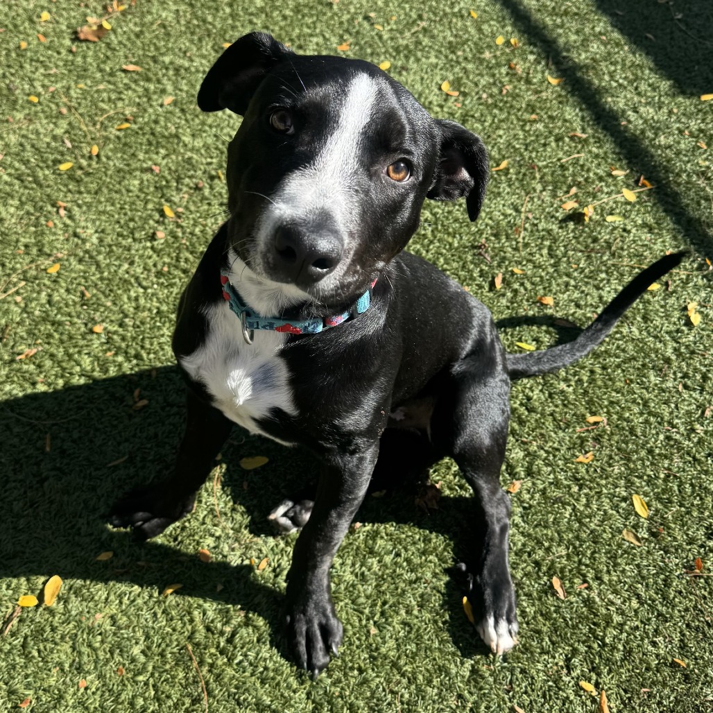 Oreo