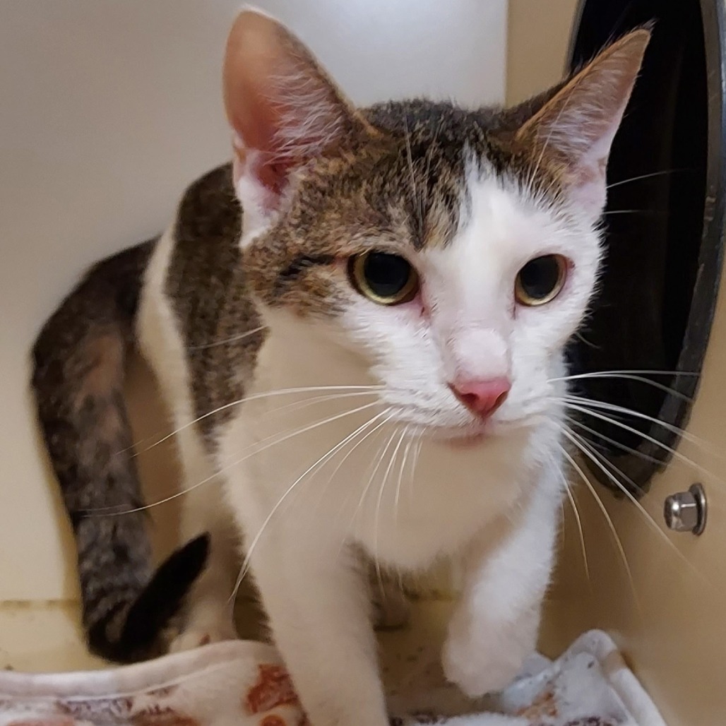 TANG - Domestic Shorthair available for adoption