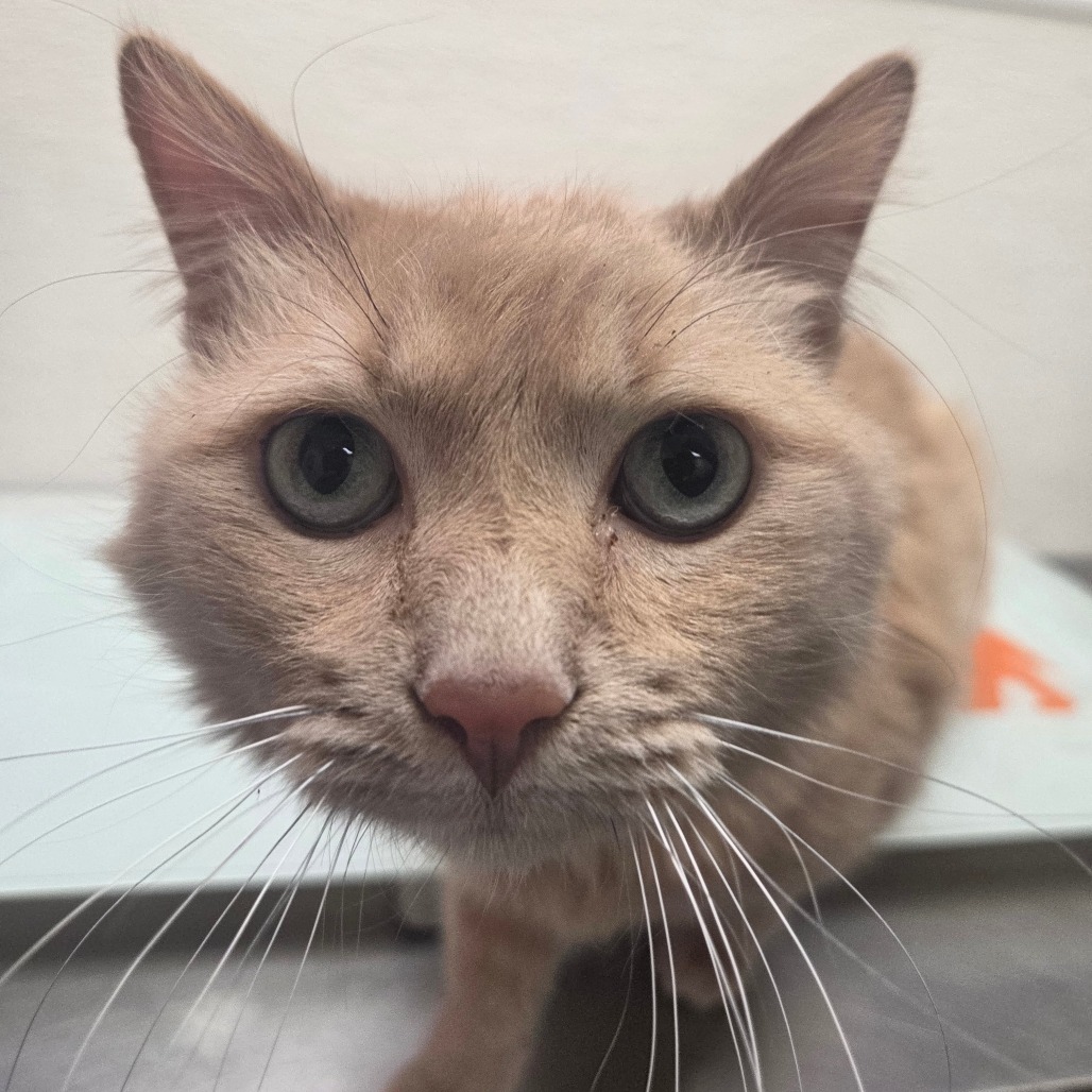 Arroyo — thumbnail 3