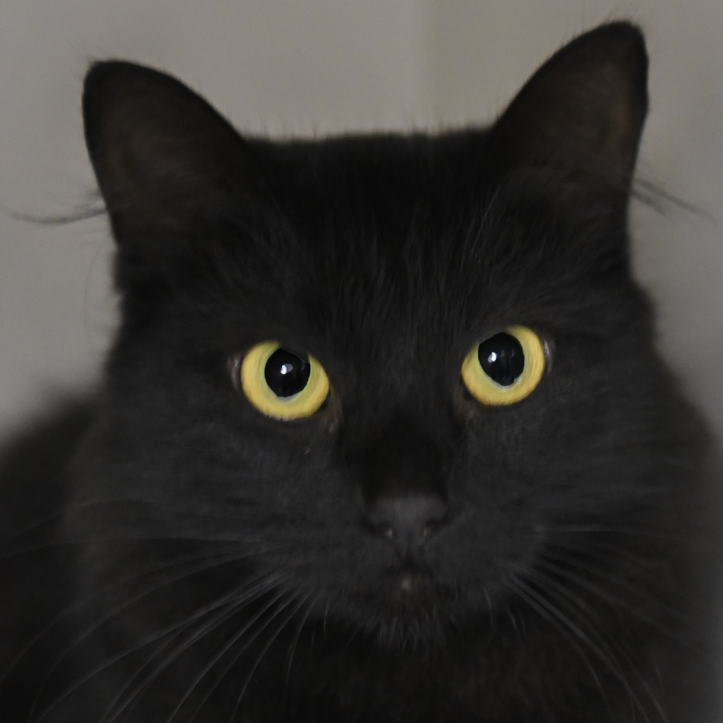 Eris - Domestic Medium Hair