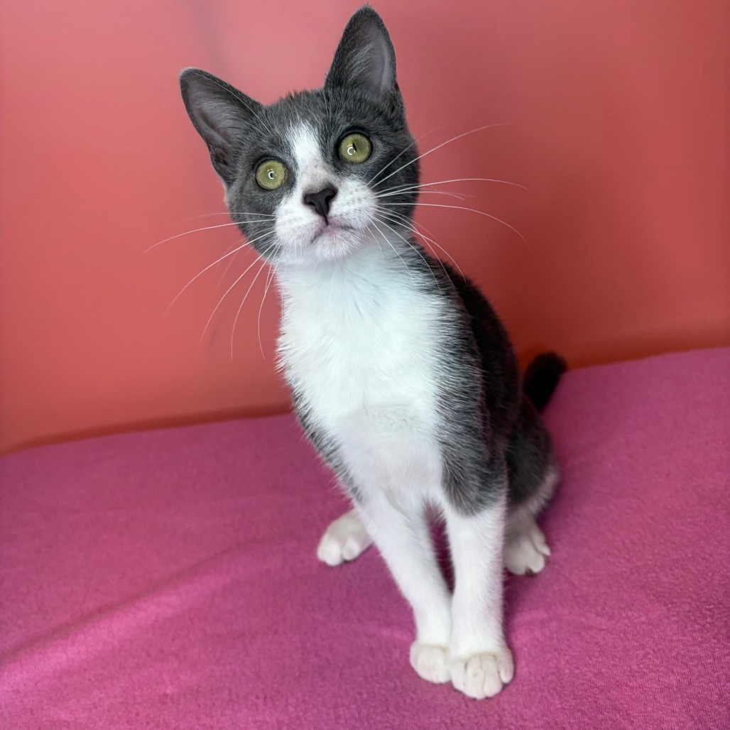 CHANGELING - Domestic Shorthair / Russian Blue available for adoption