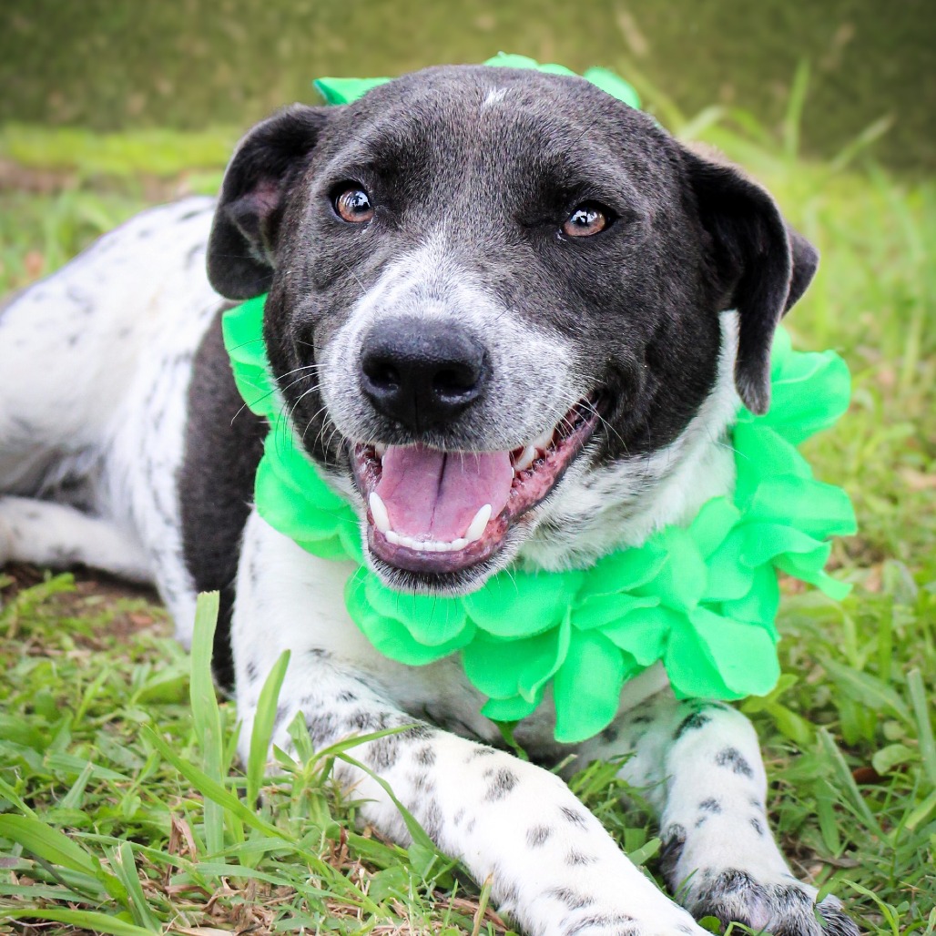 Vixen, an adoptable dog at SPCA-BC